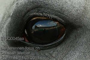 Details Kategorie: Avenches 14.09.2018